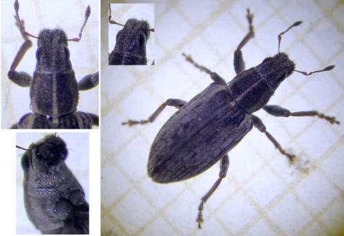 Sitona humeralis